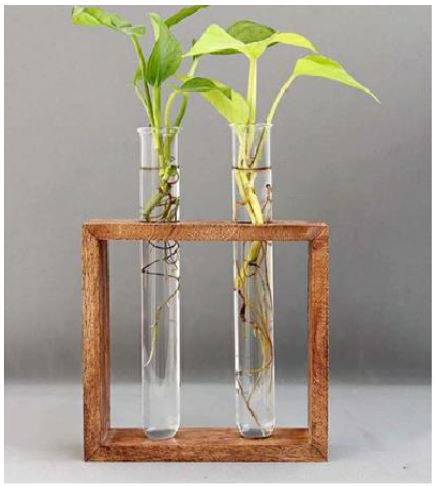 Glass Vase with wood